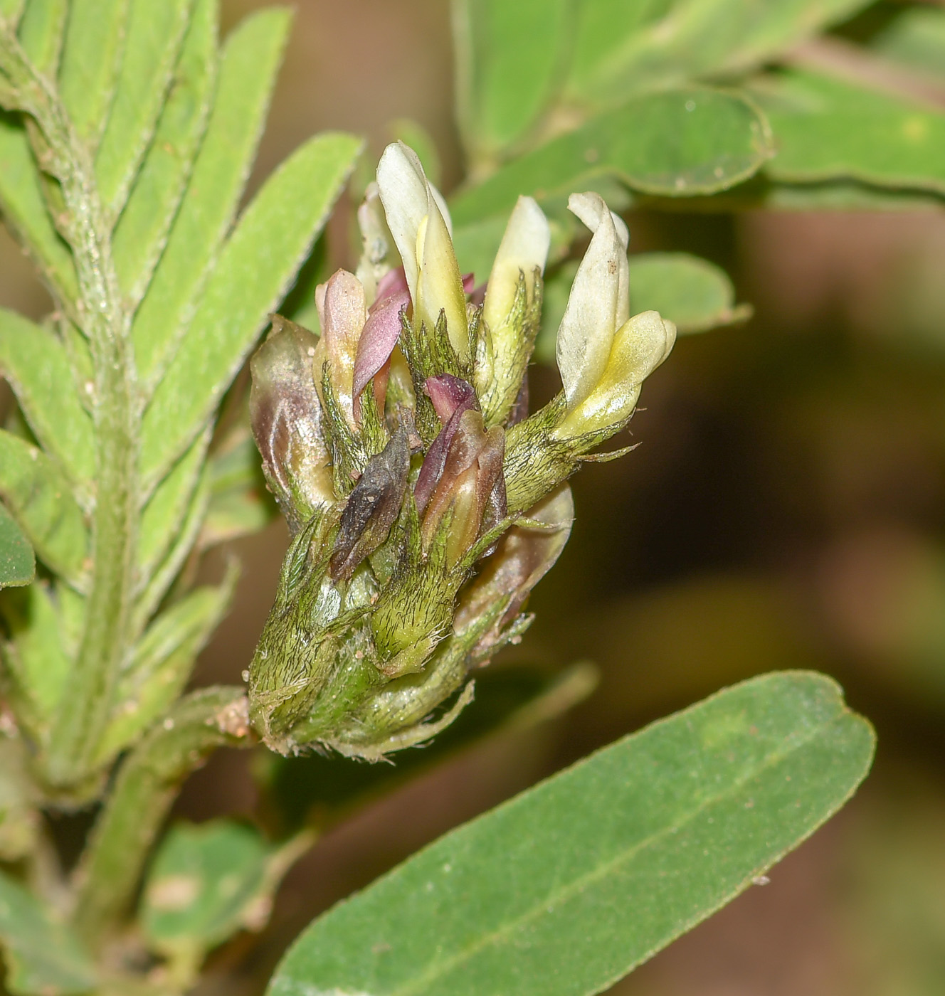 Изображение особи Astragalus boeticus.