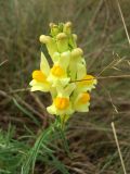 Linaria vulgaris