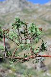 Spiraea hypericifolia