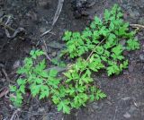 Clematis latisecta. Вегетативный побег. Приморский край, Шкотовский р-н, окр. с. Петровка, остепнённый склон, обращенный к долине р. Петровки. 21.07.2015.