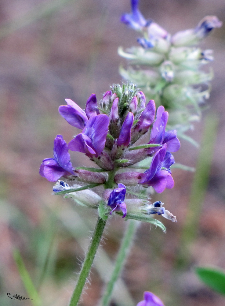 Изображение особи Oxytropis campanulata.