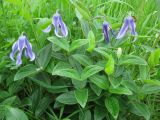 Clematis integrifolia