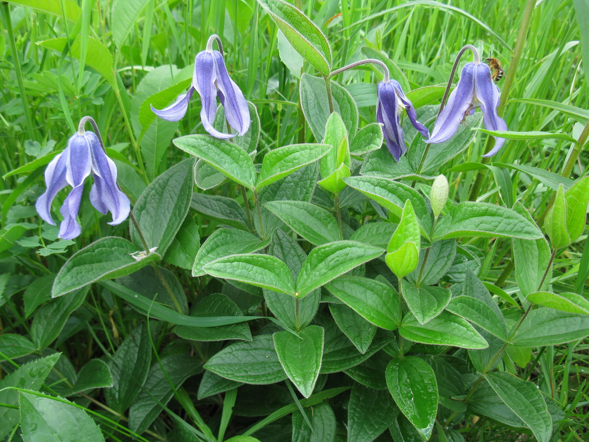 Изображение особи Clematis integrifolia.