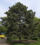 Pinus pallasiana. Взрослое дерево. Ростовская обл., г. Таганрог, в Приморском парке. 23.05.2016.