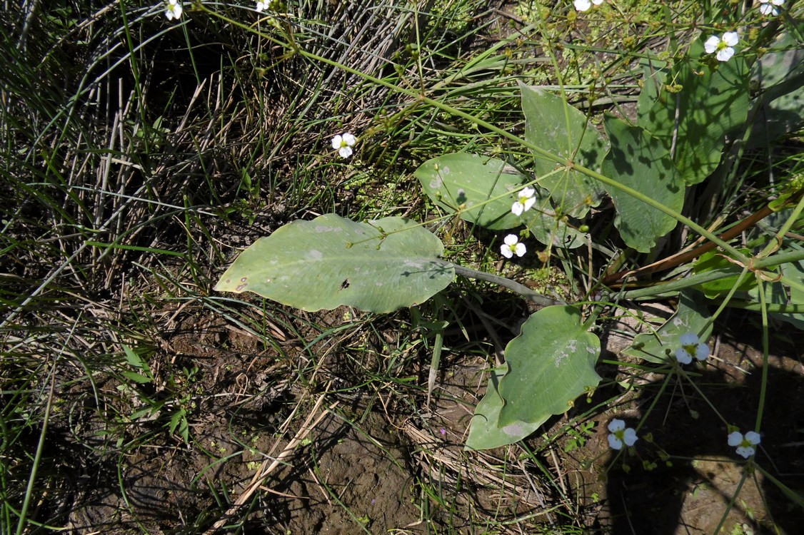 Изображение особи Alisma plantago-aquatica.