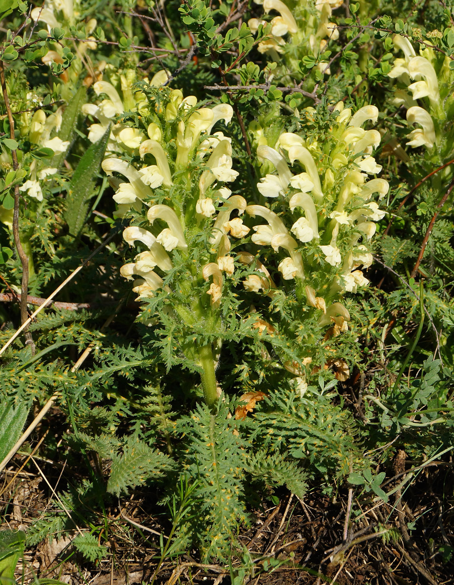 Изображение особи Pedicularis physocalyx.