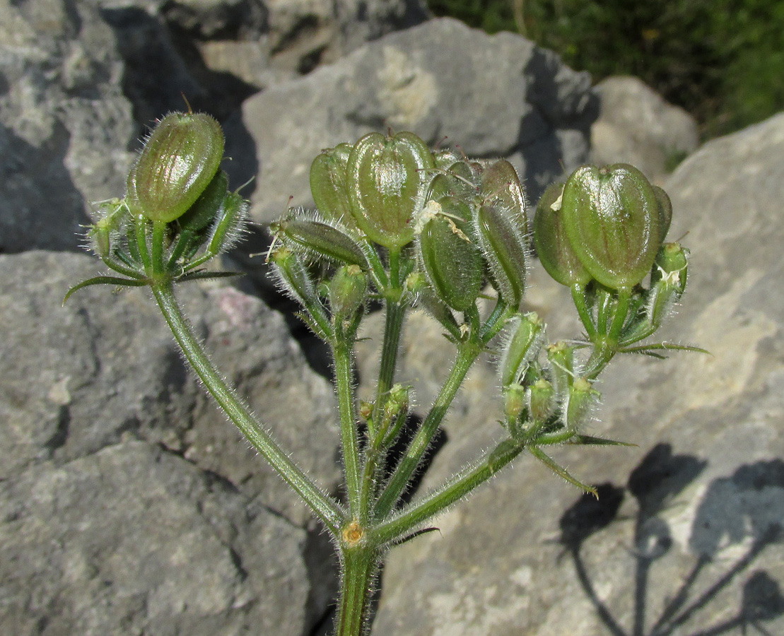 Изображение особи Heracleum ligusticifolium.