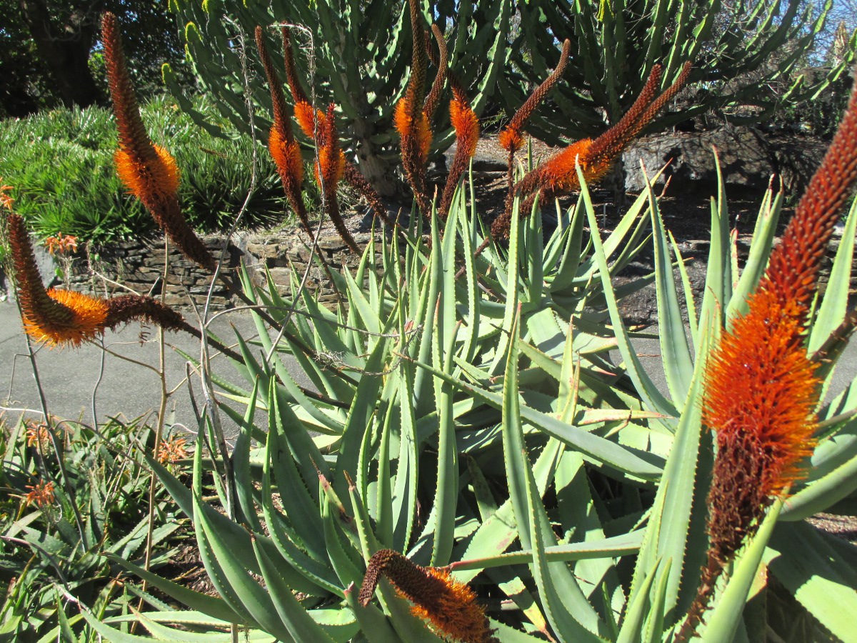 Изображение особи Aloe vryheidensis.