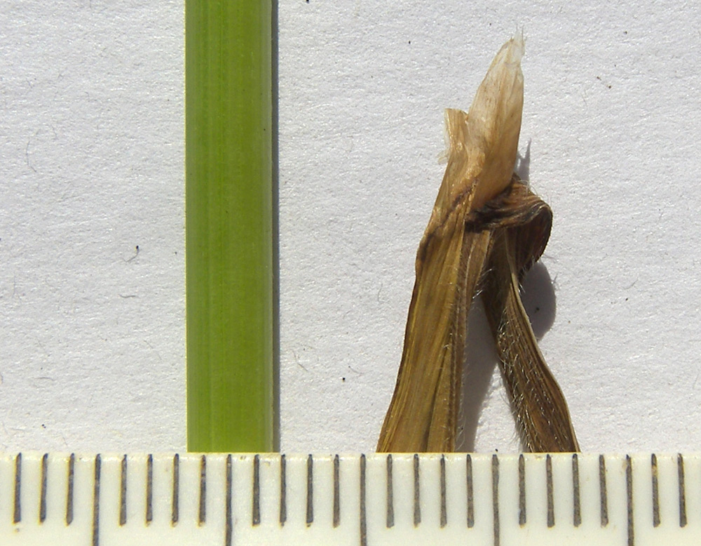 Изображение особи Helictotrichon pubescens.