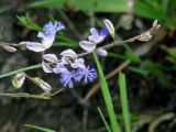 Polygala tenuifolia. Верхушка соцветия. Иркутская обл., Черемховский р-н, окр. с. Узкий Луг, высокий берег р. Белая, разнотравный луг. 17.06.2017.