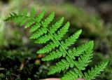 Woodsia caucasica