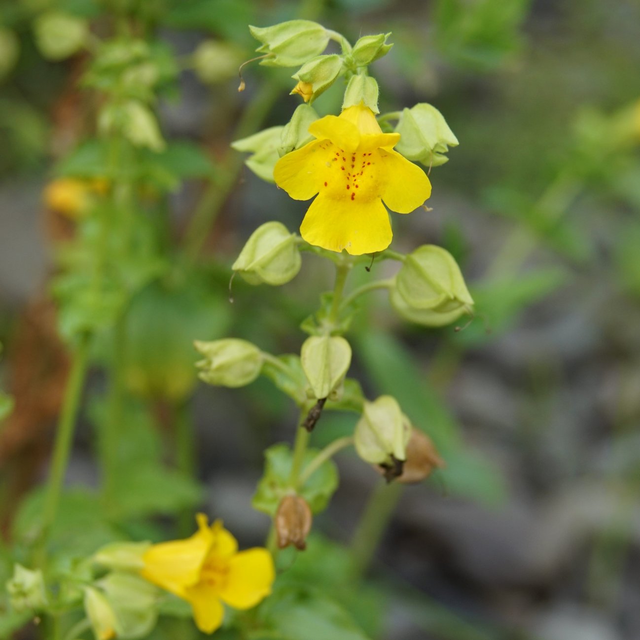 Изображение особи Mimulus guttatus.