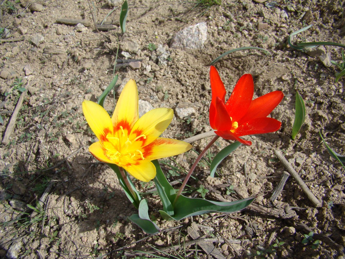 Image of Tulipa kaufmanniana specimen.