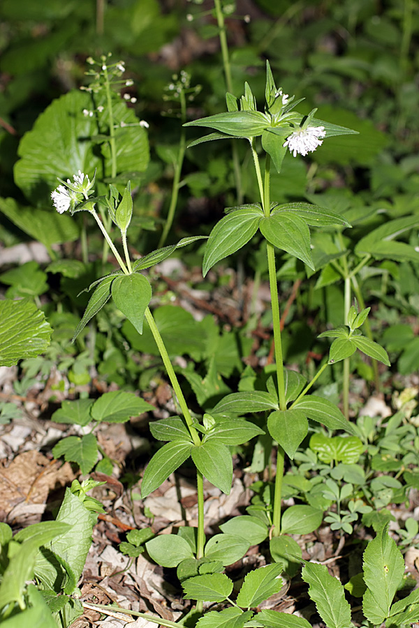Изображение особи Asperula caucasica.