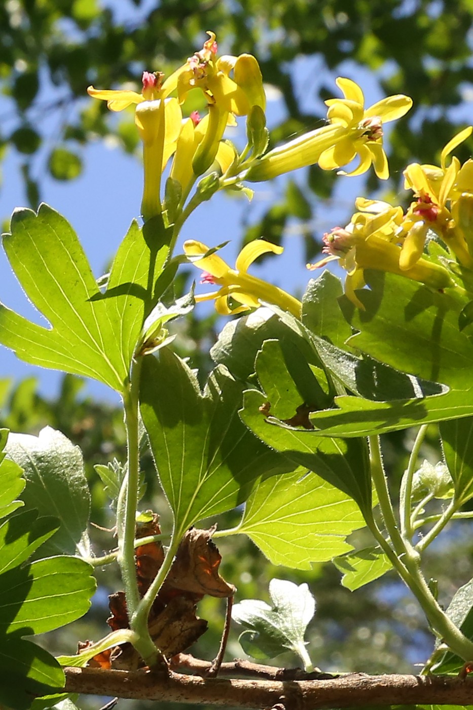 Изображение особи Ribes aureum.