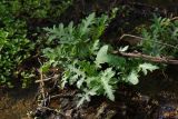 Cirsium oleraceum