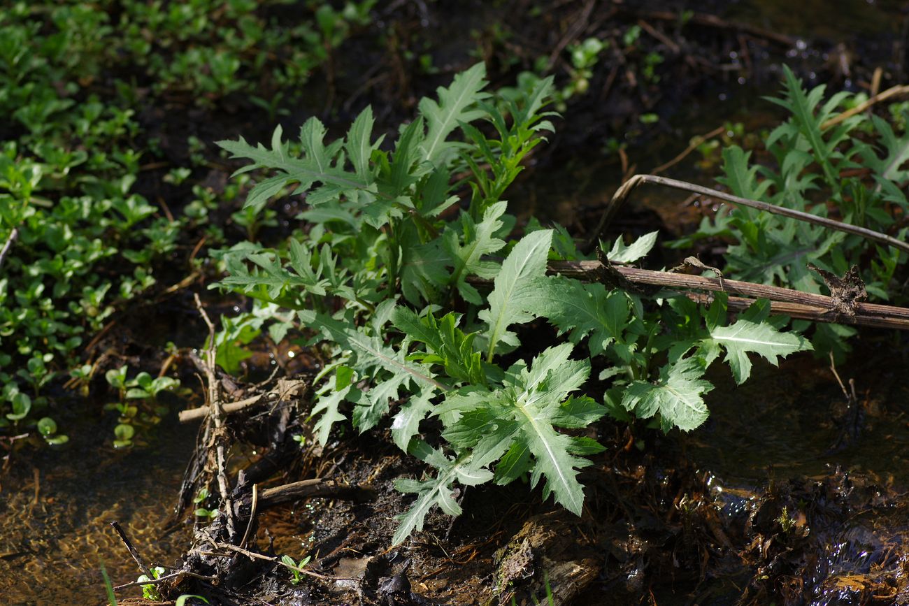 Изображение особи Cirsium oleraceum.