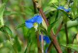 Commelina communis. Цветок. Иркутская обл., Иркутский р-н, окр. дер. Вересовка, ж.-д. насыпь. 08.08.2018.