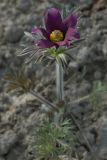 Pulsatilla vulgaris