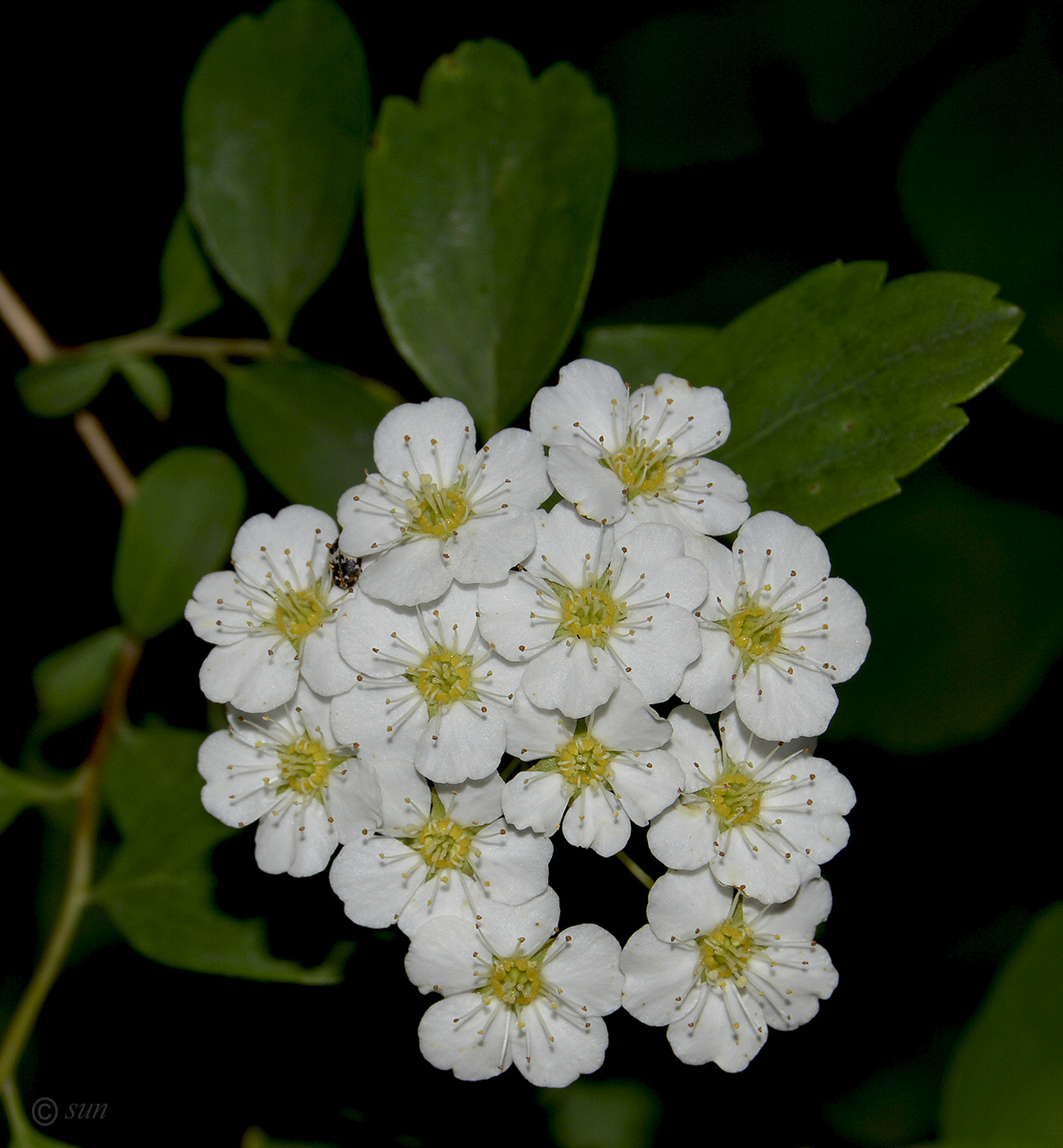 Изображение особи род Spiraea.