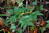 Lathyrus vernus