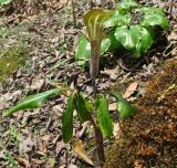 Arisaema nepenthoides