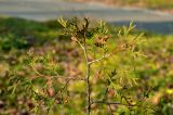 Thuja occidentalis. Верхушка молодого растения со вскрывшимися шишками (`Albospicata`). Марий Эл, г. Йошкар-Ола, Центральный парк, в культуре. 03.11.2020.