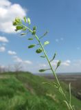 Meniocus linifolius