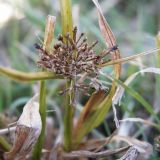 Cyperus fuscus. Плодоносящее растение. Краснодарский край, Кущёвский р-н, берег пруда между хуторами Александровка и Резак, водопой скота. 14.10.2010.