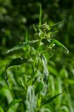 Achillea cartilaginea. Верхушка бутонизирующего побега. Свердловская обл., Красноуфимский округ, Саргаинский сельский совет, окр. пос. Саргая, граница между галечным берегом и зарослями ивняка р. Уфа. 14 июня 2021 г.