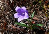 род Campanula