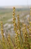 Artemisia salsoloides. Верхушки побегов с соцветиями. Белгородская обл., Ровеньский р-н, окр. с. Нагольное, обнажение меловых пород. 13.07.2017.