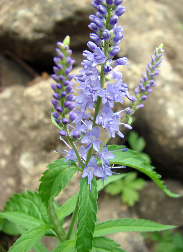 Изображение особи Veronica longifolia.