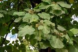 Catalpa ovata. Верхушка ветви с соцветиями и незрелыми плодами. Северная Осетия, Владикавказ, в культуре. 23.07.2022.