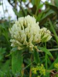 Trifolium canescens. Соцветие. Краснодарский край, городской округ Сочи, Адлерский р-н, с. Эстосадок, горнолыжный курорт \"Роза Хутор\", пеший маршрут \"Панорама\", южный склон хр. Аибга, 2200 м н.у.м., субальпийский луг. 08.08.2023.