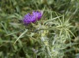 Silybum marianum