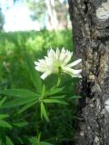 Trifolium spryginii