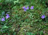 Campanula abietina. Цветущие растения в еловом редколесье. Украина, Ивано-Франковская обл., Надворнянский р-н, природный заповедник \"Горганы\", ур. Джурджинец. 18 июня 2011 г.