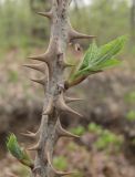 Kalopanax septemlobus. Часть побега молодого деревца с распускающими листьями. Владивосток, Академгородок. 16 мая 2012 г.