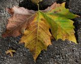 Platanus &times; acerifolia