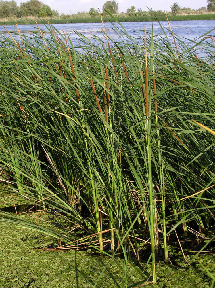 Изображение особи Typha angustifolia.