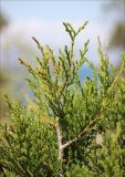 Juniperus foetidissima. Верхушка ветви. Черноморское побережье, Геленджик, севернее пос. Кабардинка, можжевеловое редколесье. 23 апреля 2012 г.