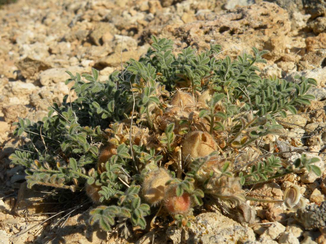 Изображение особи Astragalus pallasii.