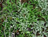 Antennaria dioica