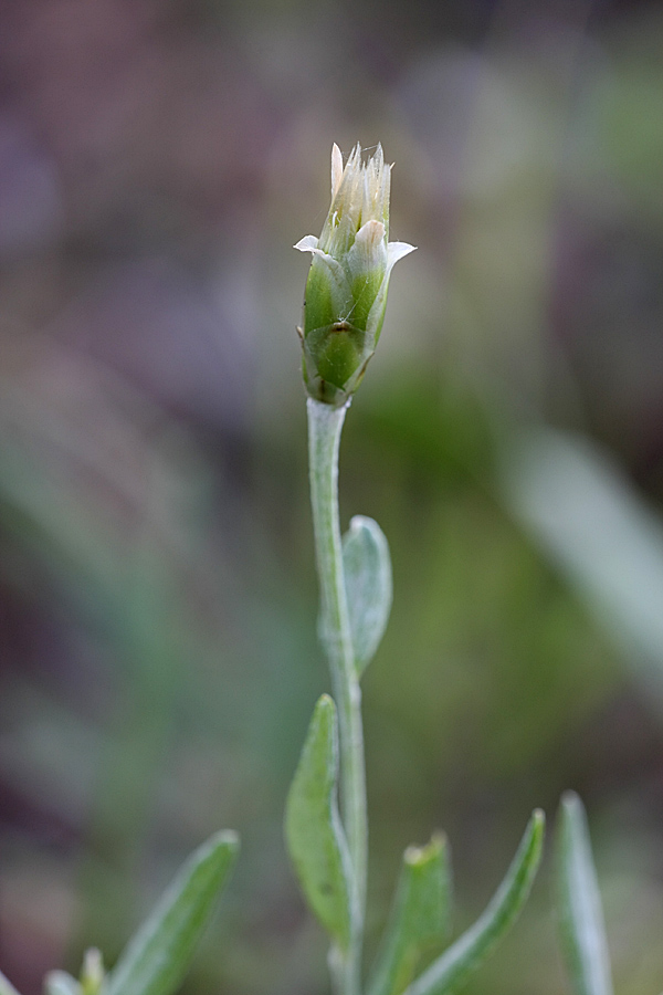 Image of Chardinia orientalis specimen.