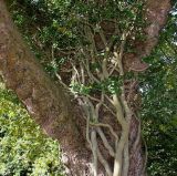 Hedera helix