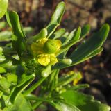 Ranunculus sceleratus