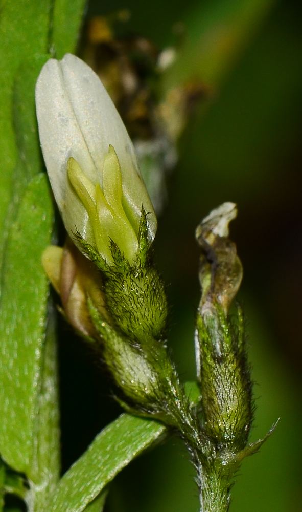 Изображение особи Astragalus boeticus.