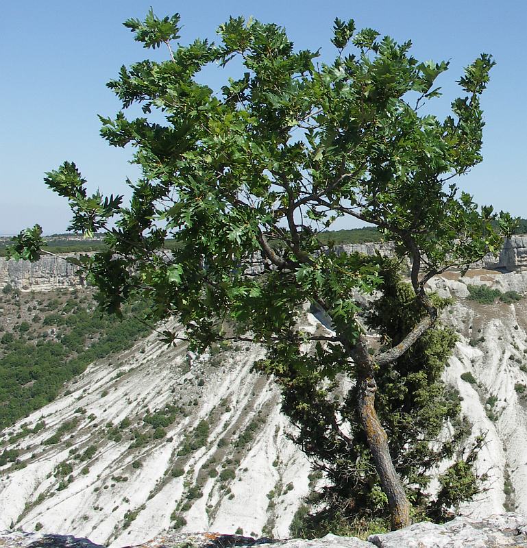 Изображение особи Quercus petraea.