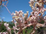 Cuscuta lehmanniana